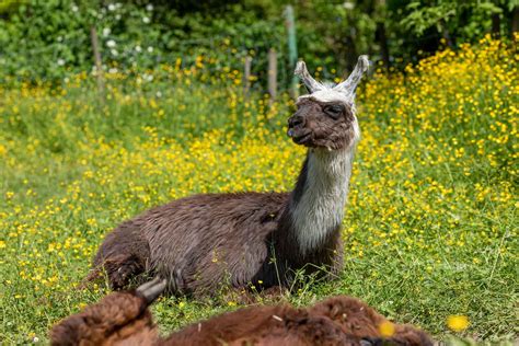 Willkommen Bei Den Kluser Lamas In Aesch