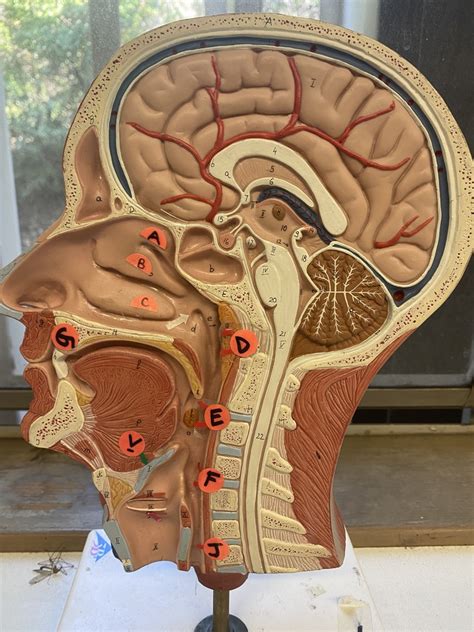 Midsagittal Head Diagram Quizlet