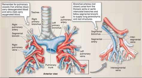 Thoracic Cavity