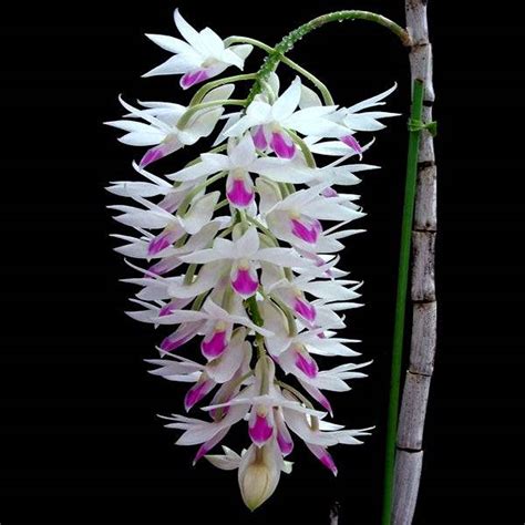 Dendrobium Orchid Colors| Dendrobium Orchids - Orchid-Tree