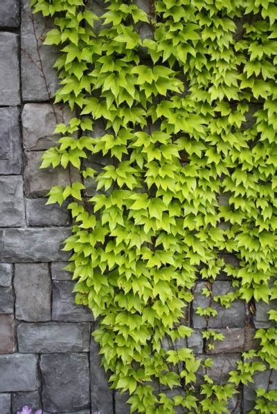 English vs. Boston Ivy | Gardening Ideas