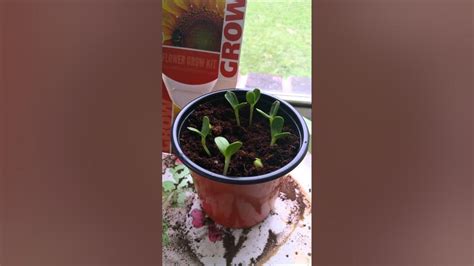 Buzzy Seed Grow Kit 1 12 15 Youtube