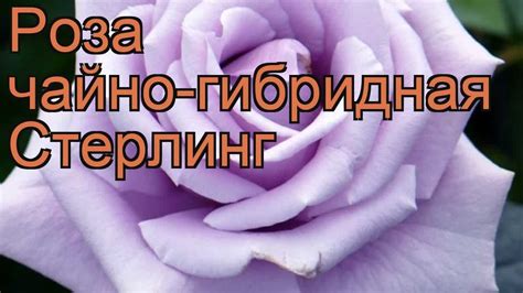 Роза чайно-гибридная Стерлинг (rose sterlingorum) 🌿 обзор: как сажать ...