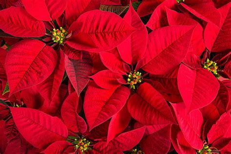 Poinsettia Colors: From Rarest to Most Common - A-Z Animals