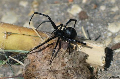 Black Widow Spider - North American Insects & Spiders