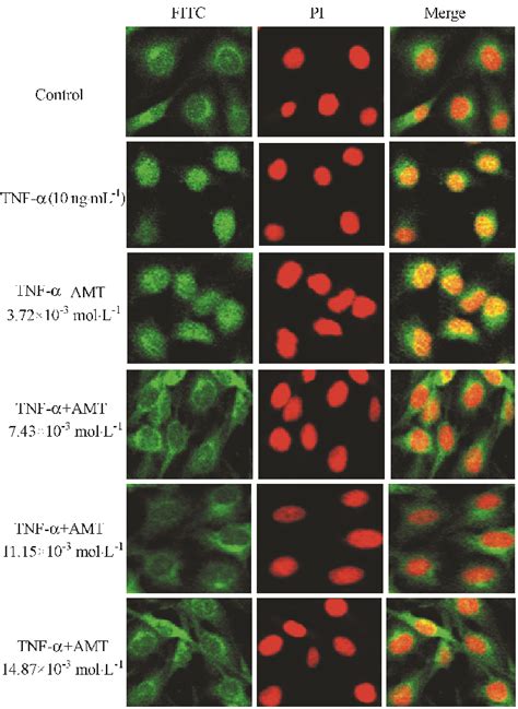 Effect Of Amt On Nf κb Activation Of Huvec Induced By Tnf α Nf κbp65