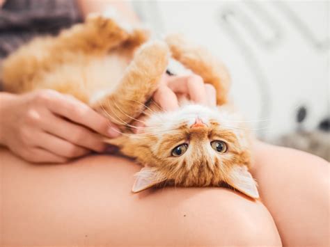 Descubre Los Secretos Para Calmar A Tu Gata En Celo En Solo 5 Pasos