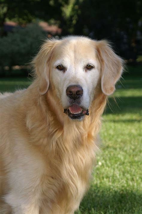 Golden Blockhead Miss You Best Dogs For Families Golden Retriever