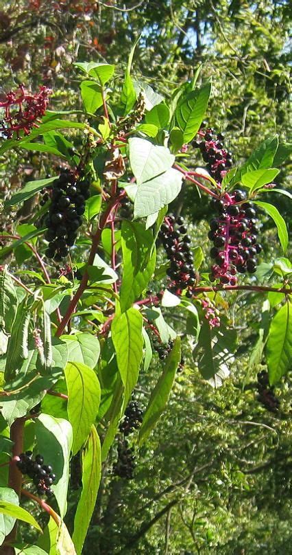 Foraging For Elderberries Elderflowers Identification Look Alikes Uses Artofit