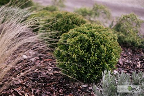 Thuja Occidentalis Krzewogr D