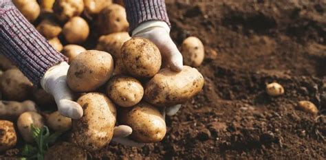 Como Plantar E Cultivar Batatas Com Sucesso Descubra Tudo O Que Você Precisa Saber Dicas