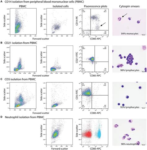 Frontiers Flow Cytometric Based Detection Of CD80 Is A Useful