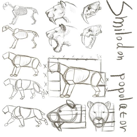 Smilodon Populator Anatomy Study I Guess By Leonelsabertooth On