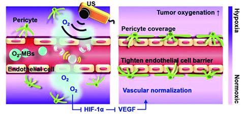 concept  tumour vascular normalization induced