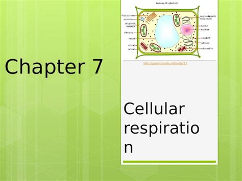 Pptx Chapter 7 Cellular Respiration Dokumentips