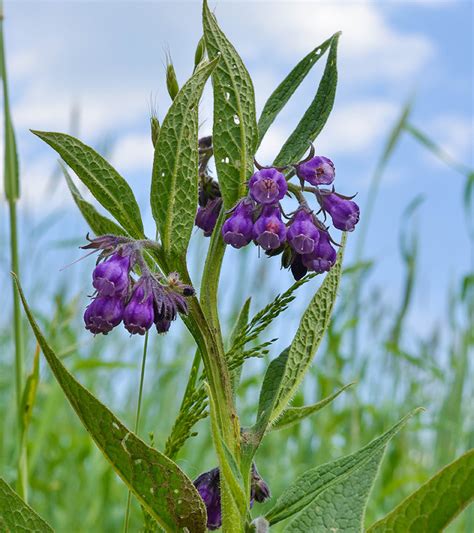 Comfrey Plant Medicinal Uses