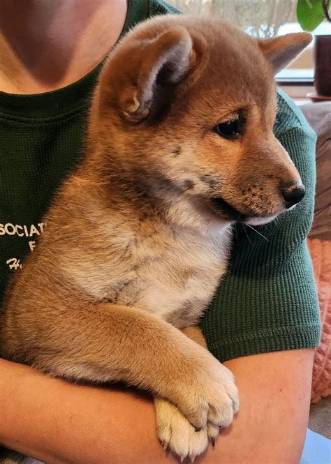 Suczka Shiba Inu Zkwp Fci Krasne Olx Pl