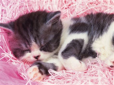 🔥 [70+] Baby Cat Wallpapers | WallpaperSafari