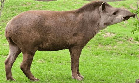 Anta - Características, hábitos e curiosidades sobre o animal