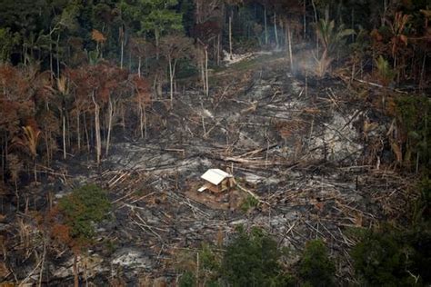 Serious Impacts Of Deforestation That Harm Our Environment