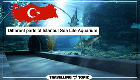 Istanbul Sea Life Aquarium | My Experience + Addres + Photos