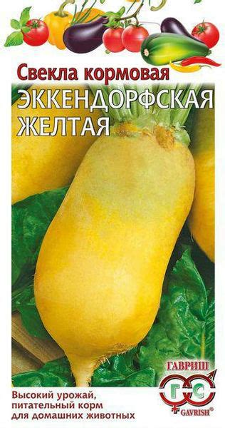 Кормовая свекла
