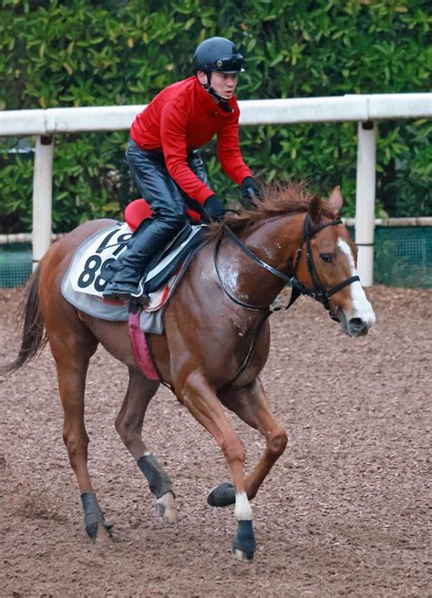 【中山記念】マテンロウスカイ充実 去勢効果で心身ともに本格化！重賞初v狙う 競馬ニュース Netkeiba