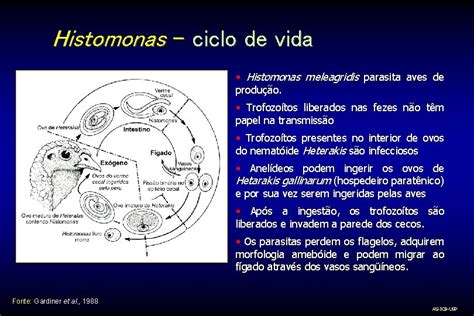 Protozorios Flagelados Giardia Trichomonas E Histomonas Arthur Gruber