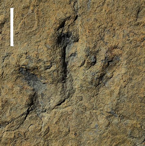 Dinosaur Footprints