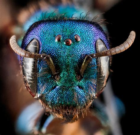 25 of the Best Close-Ups of Insect Eyes You Will See » TwistedSifter