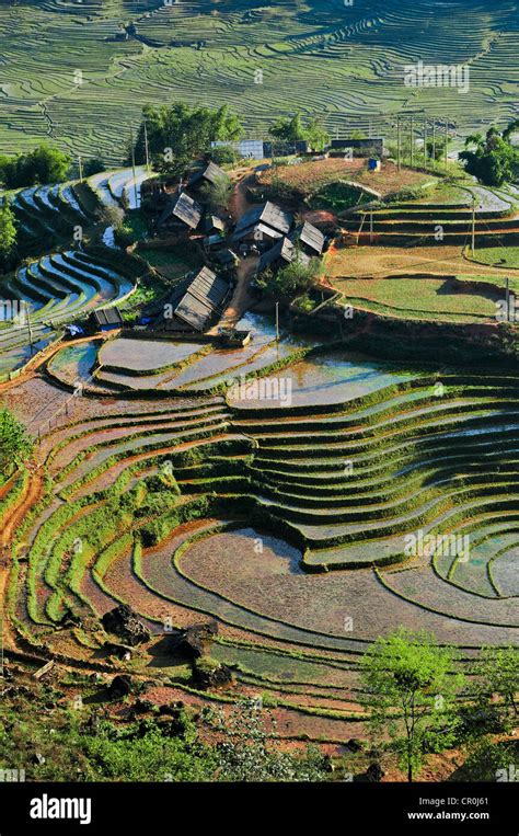 Houses Rice Farmers Green Rice Terraces Rice Paddies In Sapa Or Sa