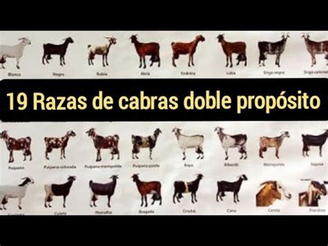 Las 19 mejores razas de cabras doble propósito Producen carne y leche