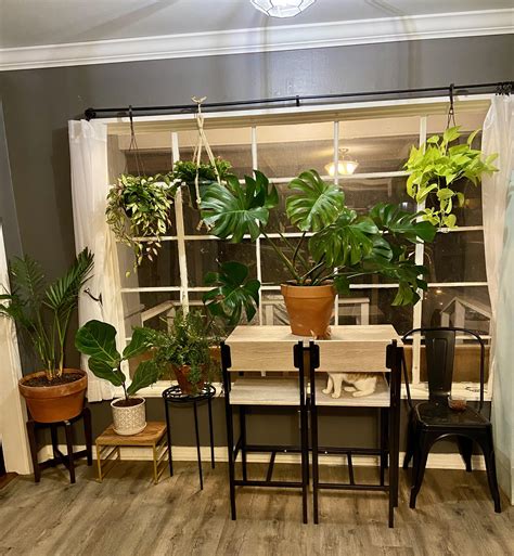 When you find the perfect window 😍 : r/houseplants