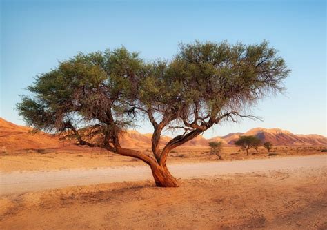 Sorprendente Hallazgo De Millones De árboles En El Desierto Del Sahara