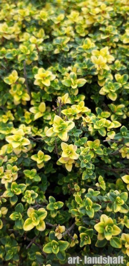 Тимьян лимоннопахнущий "Doone Valley" (Дун Вэлли) - купить в Екатеринбурге