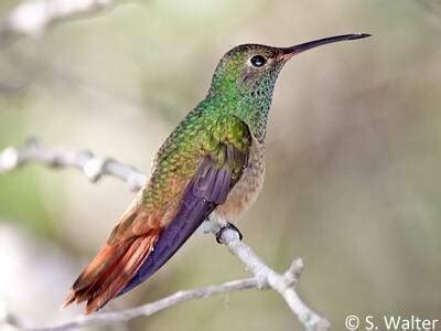 Buff Bellied Hummingbird From 3301 S International Blvd FM 1015