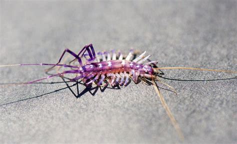 close    house centipede insect stock photo image  frightful