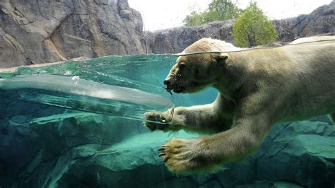 Wallpaper polar bear, underwater, swim, baby hd, picture, image