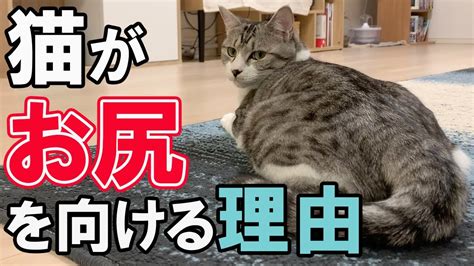 みんな意外と知らない⁉猫がお尻を向ける隠された真意 Youtube