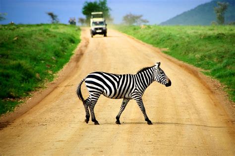 Le Parc National Du Serengeti Tanzanie