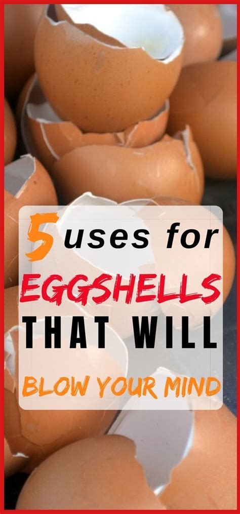 Uses For Eggshells 5 Ways To Use Your EggShells Egg Shells Egg