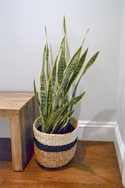 Southend Project - The Entryway — GRAY OAK STUDIO