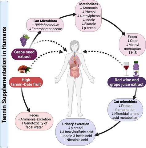 Diminution Of The Formation Of Amino Acid Derived Microbial Metabolites