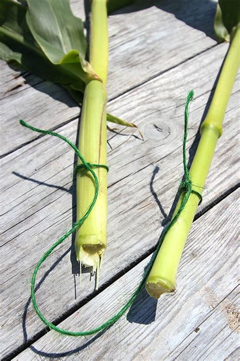 How To Dry Corn Stalks For Fall Decor The Creek Line House