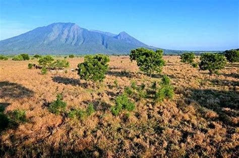 Keindahan Taman Nasional Baluran Di Banyuwangi Yang Mirip Dengan Padang