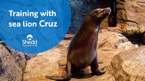 Training With Sea Lion Cruz Youtube