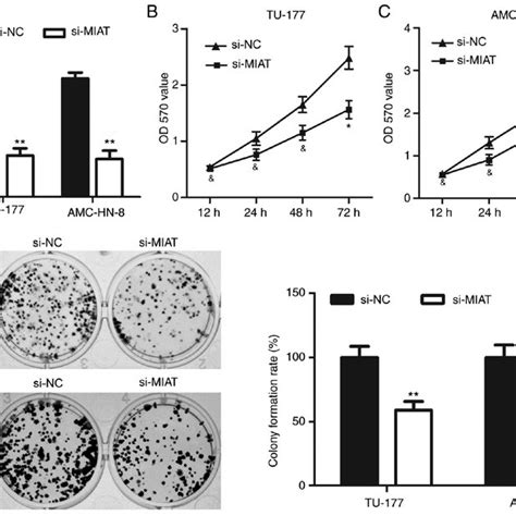 Miat Knockdown Inhibits Lscc Cell Proliferation And Colony Formation