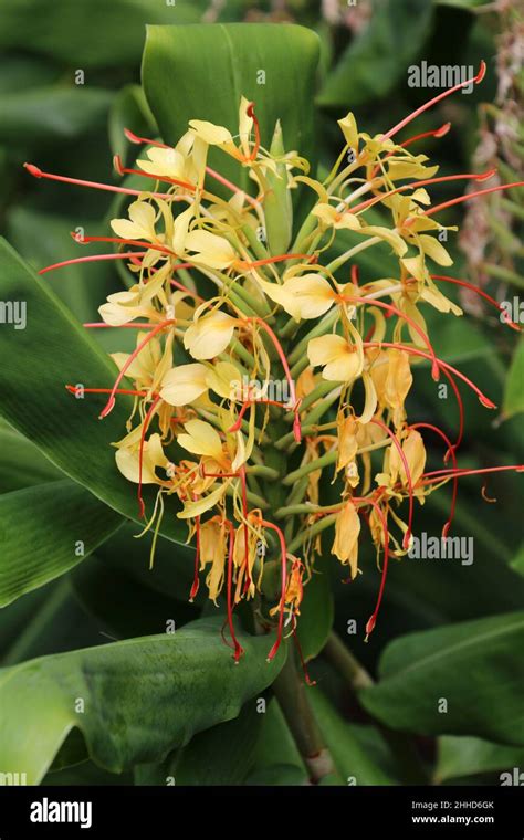 Hedychium Gardnerianum Ornamental Ginger Kahili Ginger Yellow