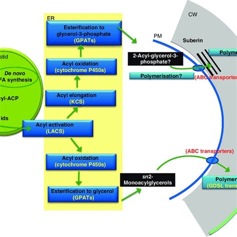 Pdf Cutin And Suberin