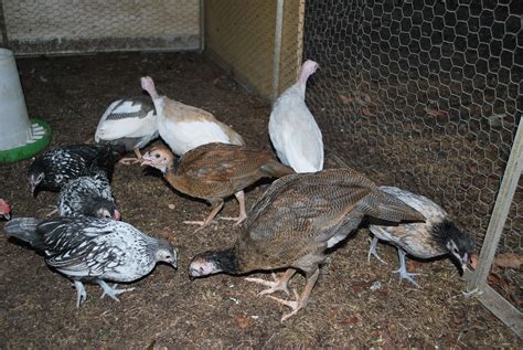 Very Unusual Chick Guinea Chicken Hybrid Page 11 Backyard Chickens